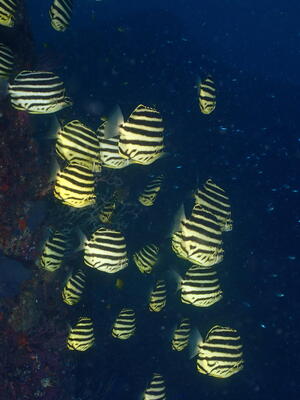 雲見オープン！＠雲見[6]