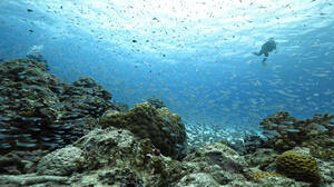 今年の冬は石垣島へ来ませんか？[1]