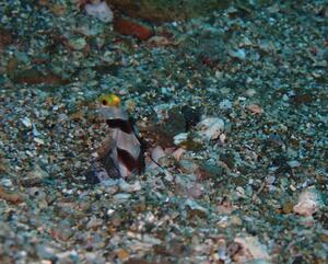 富士山くっきり！＠雲見[1]