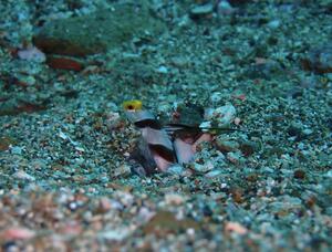 富士山くっきり！＠雲見[2]