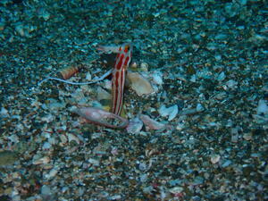 富士山くっきり！＠雲見[3]