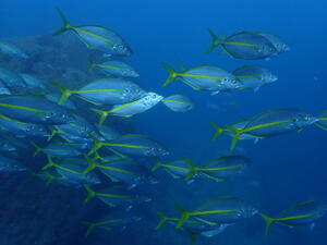 富士山くっきり！＠雲見[4]