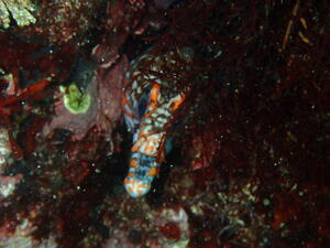 アドバンス講習＠須崎[5]