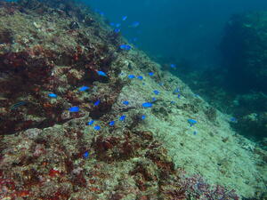 アドバンス講習＠須崎[4]