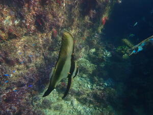 アドバンス講習＠須崎[1]