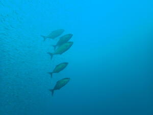 お知らせもあり！＠下田ダイバーズ[3]