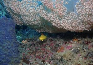 お知らせもあり！＠下田ダイバーズ[1]