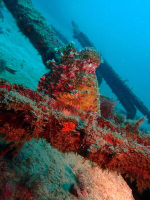 お知らせもあり！＠下田ダイバーズ[6]