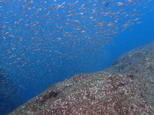 お知らせもあり！＠下田ダイバーズ[5]