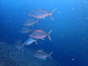 お知らせもあり！＠下田ダイバーズ[4]