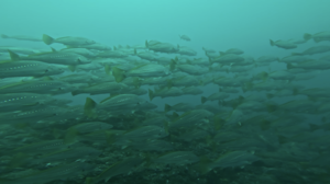 今日は神子元へ行ってきました[1]