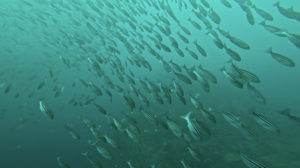 今日は神子元へ行ってきました[3]