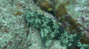 今日は神子元へ行ってきました[5]