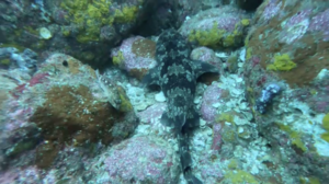 今日は神子元へ行ってきました[4]