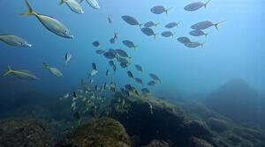 大冒険！＠雲見