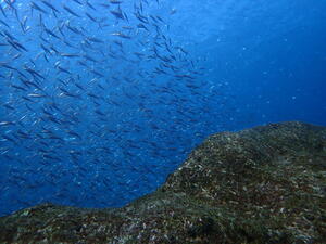 お知らせもあり！＠下田ダイバーズ[2]