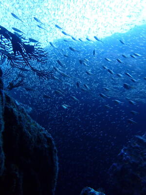 ウミウシとハナイカ！＠雲見[5]