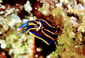 ウミウシまみれ＠雲見[5]