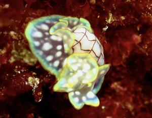 ウミウシまみれ＠雲見[6]