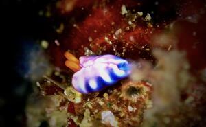 ウミウシまみれ＠雲見[2]