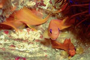 ウミウシまみれ＠雲見[8]