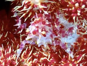 ウミウシまみれ＠雲見[7]