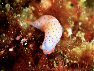 ウミウシまみれ＠雲見[3]