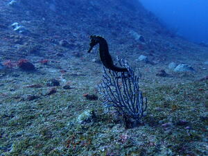 年末連休スタート！＠雲見[2]