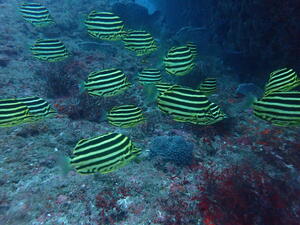 初めての洞窟へ！＠雲見[3]