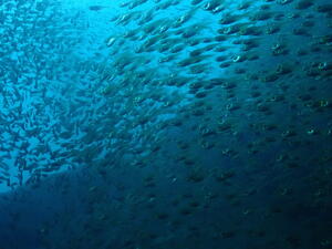 AOW合格！@雲見[2]