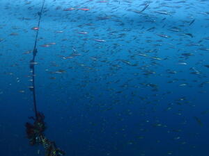 AOW合格！@雲見[3]