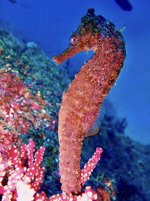 ウミウシたくさん＠雲見[8]