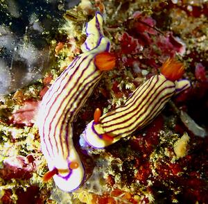 ウミウシたくさん＠雲見[4]