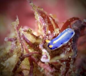 ウミウシたくさん＠雲見[5]