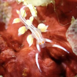 ウミウシたくさん＠雲見[3]