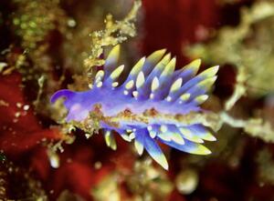 ウミウシたくさん＠雲見[2]