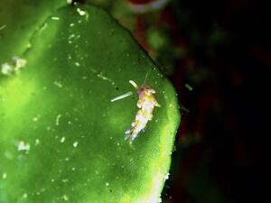 ウミウシたくさん＠雲見[7]