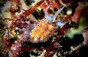 ウミウシたくさん＠雲見[6]