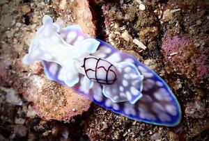 ウミウシたくさん＠雲見[1]