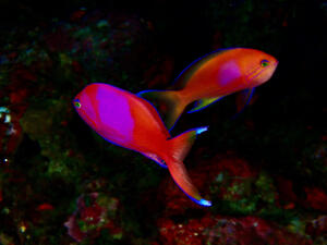 久米島から！[4]