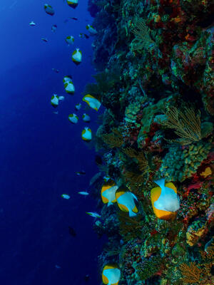 久米島から！[2]