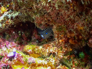 久米島からです！[3]