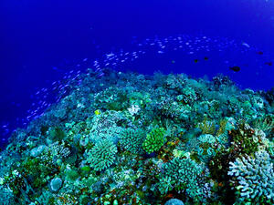 久米島から！[1]