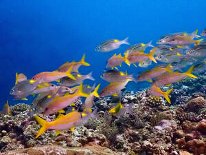 久米島から！[3]