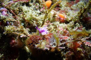 ウミウシとハナイカ！＠雲見[2]