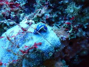 ウミウシとハナイカ！＠雲見[3]