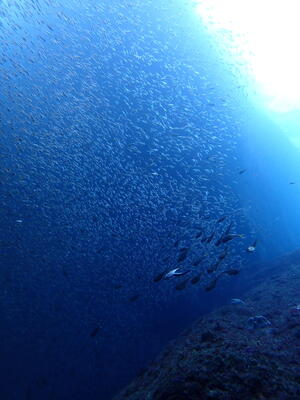 ウミウシとハナイカ！＠雲見[6]