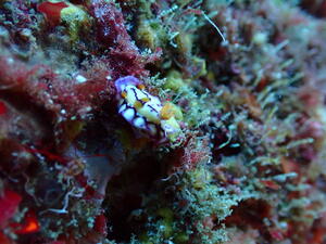 ウミウシとハナイカ！＠雲見[4]