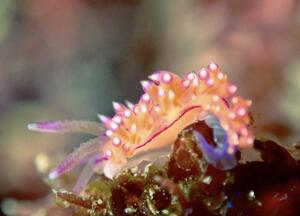 ウミウシまみれ＠雲見[1]