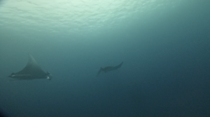 マンタ遠征！＠石垣島[4]